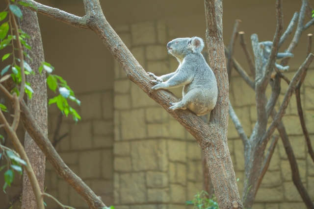 東山動植物のコアラ